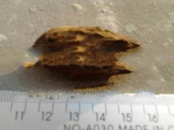 Natural Wild Agarwood Craft