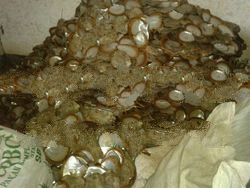 Cultured Mother Of Pearl (Pinctada Maxima)