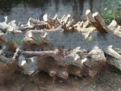 teak root