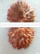 25 Mukhi Garbh Gauri Ganesh Rudraksha craft