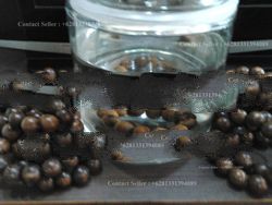 Kalimantan Brown Yelow Agarwood Bracelets