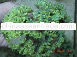 Purple Tip Elegance Coral