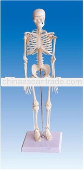 45cm human skeleton model