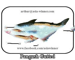 Yellow Cat Fish Gutted (Pangasius pangasius)