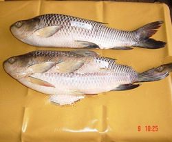 Rohu Fish Frozen