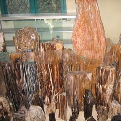 Petrified Wood Natural Shape