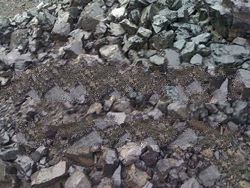 n Coal GCV 6100-6300