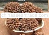cinnamon ball stick dried natural product