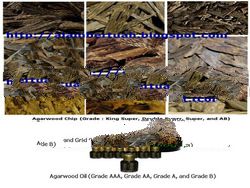 Agarwood Chip and Agarwood Oil