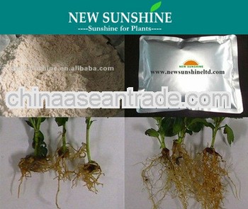 Auxin Indoleacetic Acid IAA