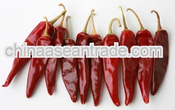 Axenic Puya CHILLI for powder & crush & mash & sauce