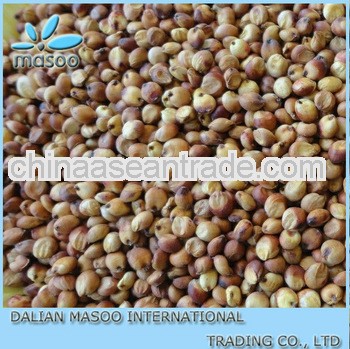 Best Price Grain Sorghum-Best price