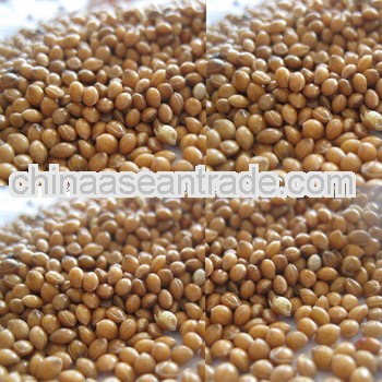 Broomcorn Millet