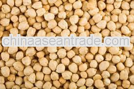 Chickpeas 12mm For Algeria