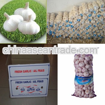  wholesale fresh red garlic/pureple garlic of 2013