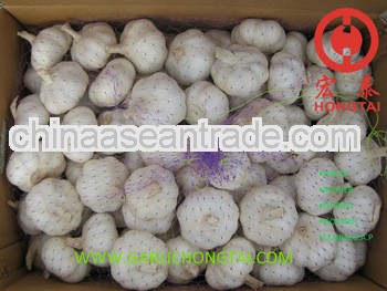 Chinese Fresh Garlic 5.5 CM Price