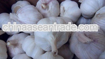 Chinese Normal White Garlic and Fresh with Best Price