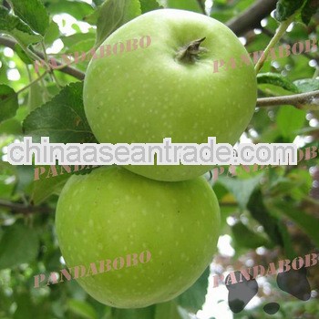 Chinese fresh green apple fruit