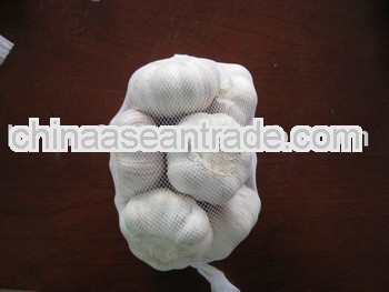 Chinese new big garlic 2013 crop