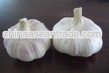 Chinese normal white garlic from Shandong