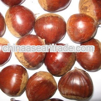 Fresh Chestnut