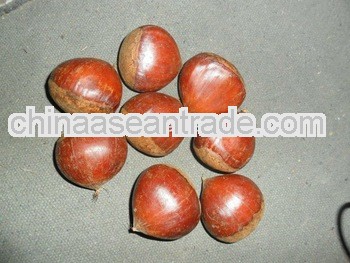 Fresh Chestnuts 2012 Price in China (40-60/kg)