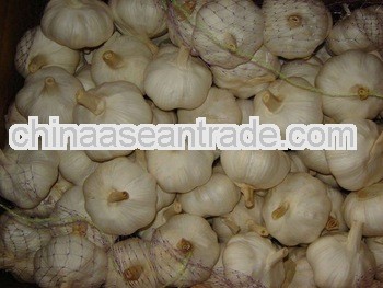 Fresh Chinese nature white garlic