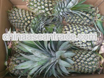 Fresh Pineapple - BEST Quality & VERY COMPETITIVE Price