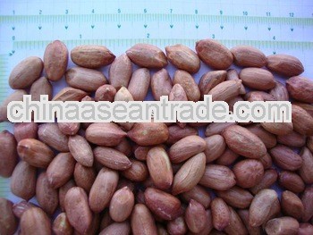 Fresh Stock Of Peanuts Syria