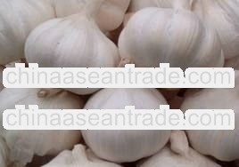 Fresh white Garlic 4.5cm-6.5cm