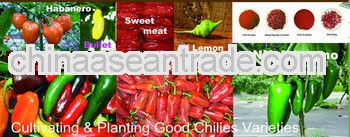 GAP/HACCP/KOSHER Approval Cultivating & Planting & Producing Chili