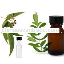 Golden Eucalyptus Oil