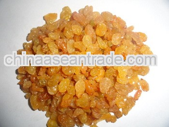 Golden Raisin Long Nasik for Argentina