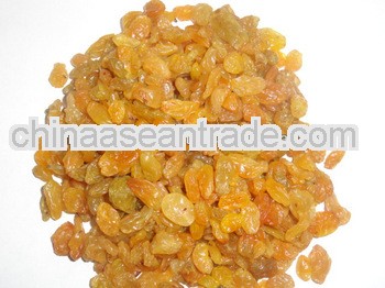 Golden Raisin Long Nasik for Belarus