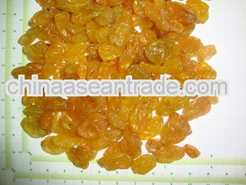 Golden Raisin Long Nasik for Belgium