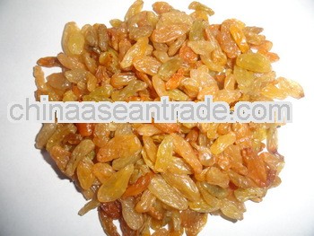 Golden Raisin Long Nasik for Ecuador