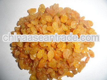 Golden Raisin Long Nasik for United Kingdom