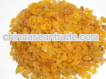 Golden Raisin Long Sangli for Croatia