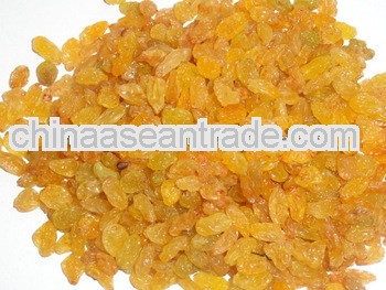 Golden Raisin Long Sangli for Serbia