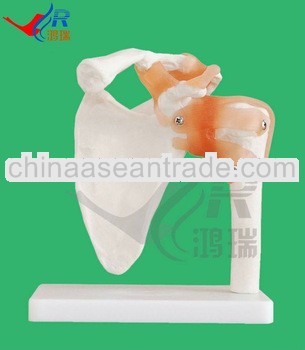 HR-109 Life-size the model of shoulder joint with ligaments