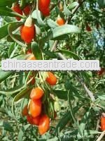 High Quality Chinese Wolfberry Extract