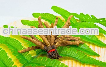 High Quality Cordyceps Extract Powder