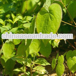 High Quality Epimedium extract tablet