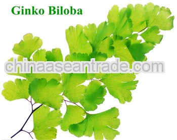 High Quality Ginkgo Biloba P.E Powder