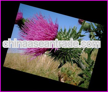 High Quality Holy Thistle Seed p.e