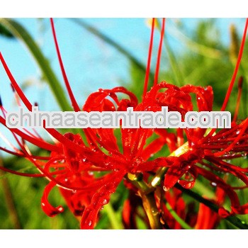 High Quality Lycoris Radiata Extract