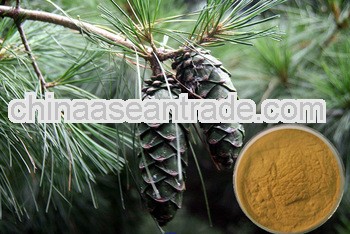 High Quality Pine Root Extract Powder