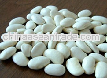 High Quality Platycladi Seed powder