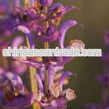High Quality Salvia Sclare Extract