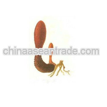 High Quality Songaria Cynomorium Extract